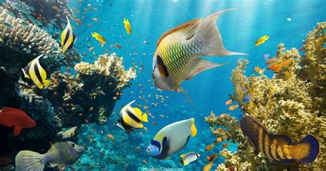 maui maui fish|Some Of The Most Common Fish You’ll See In Maui Waters.